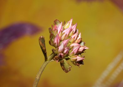 Flower blossoming close up