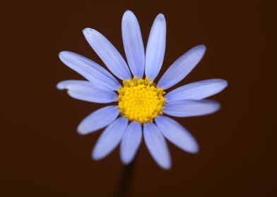 Felicia blue flower macro