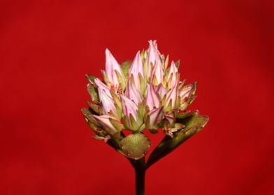 Sedum spartium close up