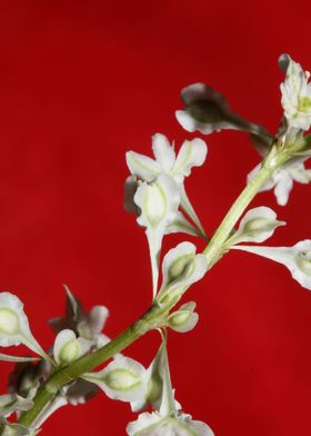 Fallopia flowering macro