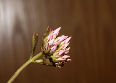 Flower blossoming close up