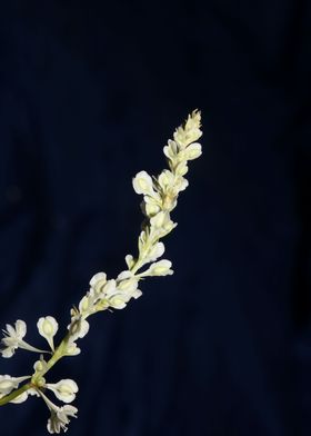 Fallopia flowering macro