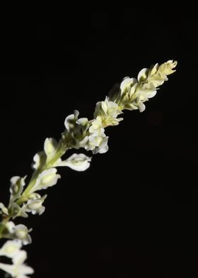 Fallopia flowering macro