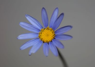 Felicia blue flower macro