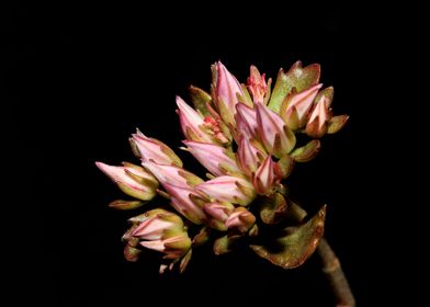 Wild rock flower blossom