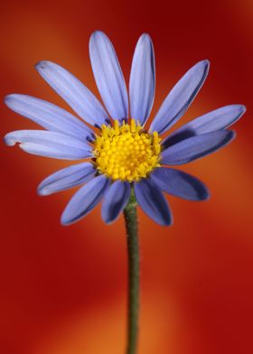 Felicia blue flower macro