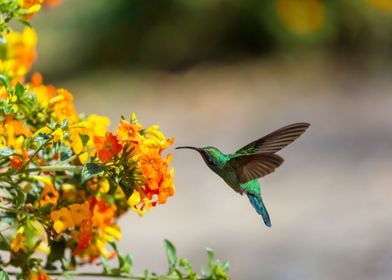 Hummingbird