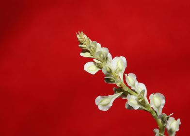 Fallopia flowering macro