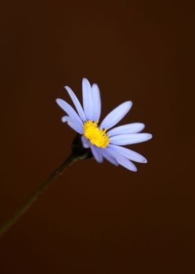 Blue star flower blossom