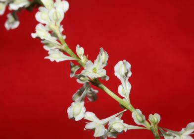 Fallopia flowering macro