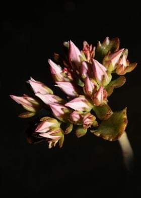 Sedum flower blossom macro