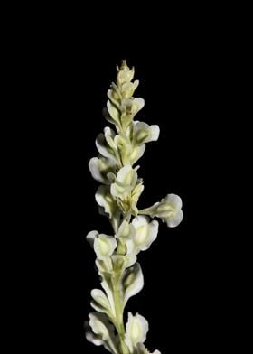 Fallopia flower close up