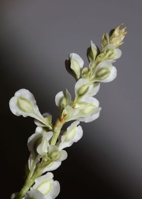 Fallopia flowering macro