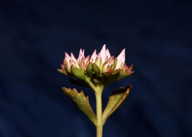 Wild rock flower blossom