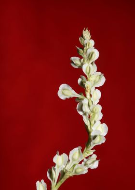 Fallopia flowering macro