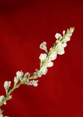 Fallopia flower close up