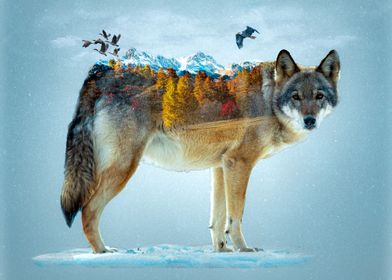 Wolf In Natural Habitat