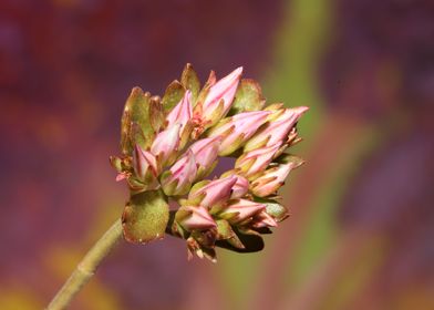 Flower blossoming close up