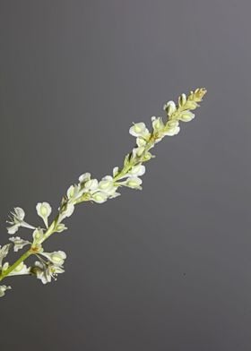 Fallopia flowering macro