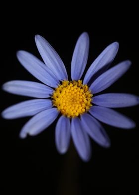 Blue star flower blossom