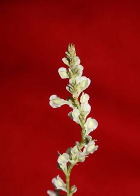 Fallopia flowering macro