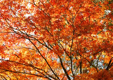 Maple tree foliage