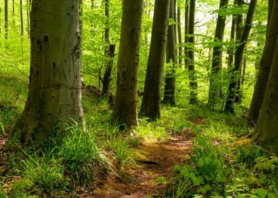 Idyllic spring forest path