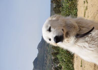 Maremma Sheepdog 3