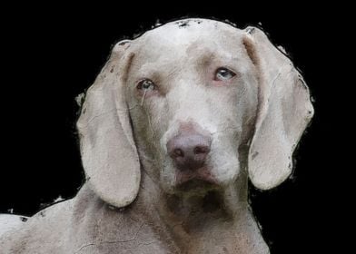 Dog in Black Background