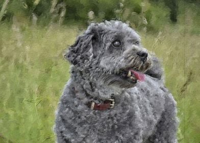 Dog in Forest