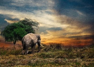 Elephants and sunsets