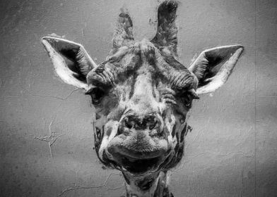 Cute giraffe