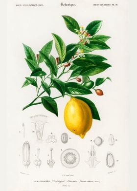 Lemon Citrus Limonium