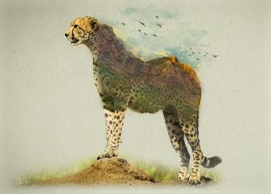 Cheetah Natural Habitat