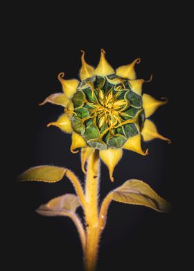 Yellow common sunflower