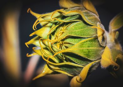 Yellow common sunflower