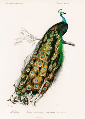 Indian peacock Charles