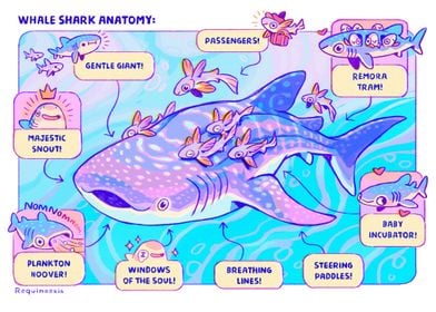 Whale Shark Anatomy