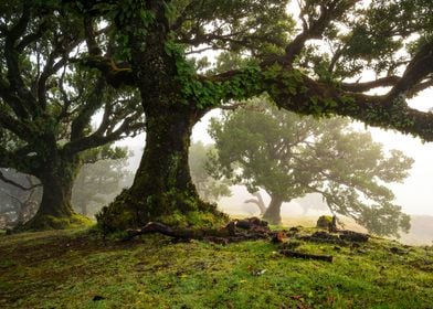 Misty laurel trees Madeira