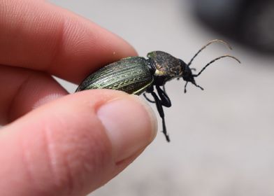 Neclace ground beetle 1