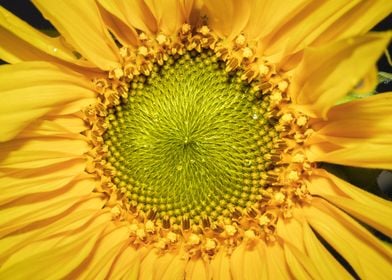 Yellow common sunflower