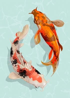 Two Japanese Koi fish