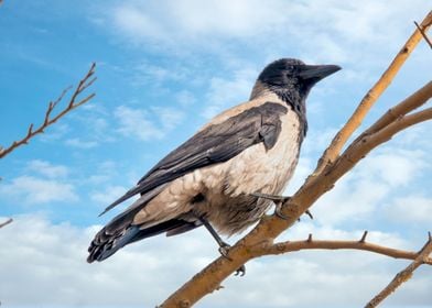 Hooded crow 