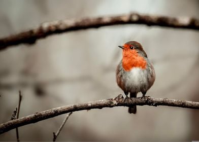 robin bird