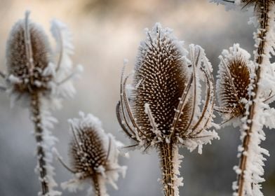 Ice covered wild teasel