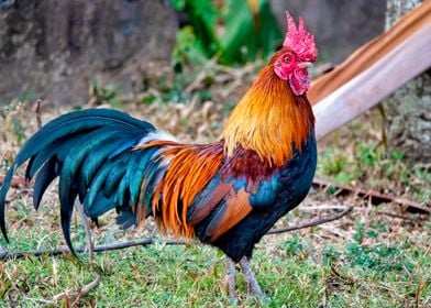 Red junglefowl