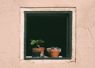 window and flower pot