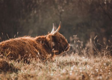 animal bison