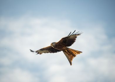 The Red Kite