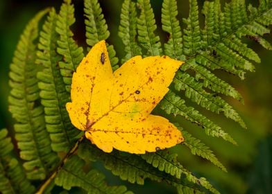 Maple leaf on a fern frond